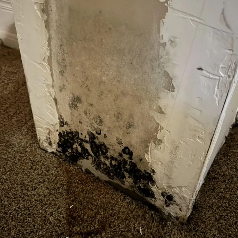 Professional Mold Removal in Chico, TX